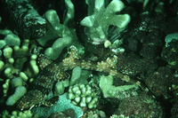 Hemiscyllium strahani, Hooded carpetshark: fisheries