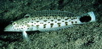 Parapercis hexophtalma, Speckled sandperch: fisheries, aquarium