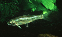 Barbus lineomaculatus, Line-spotted barb: fisheries, aquarium