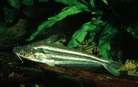 Schilbe intermedius, Silver catfish: aquaculture