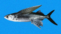 Cypselurus callopterus, Ornamented flyingfish: