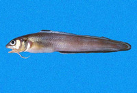 Ophidion fulvum, Earspot cusk eel: