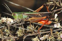 Stenobothrus lineatus - Stripe-winged Grasshopper