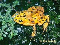 Atelopus zeteki - Panamanian Golden Frog