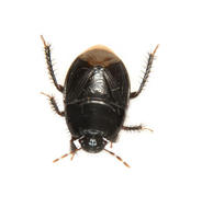 Image of: Cydnidae (burrower bugs)