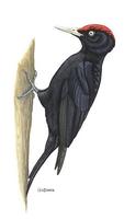 Image of: Dryocopus martius (black woodpecker)