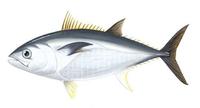 Image of: Thunnus thynnus (Atlantic bluefin tuna)