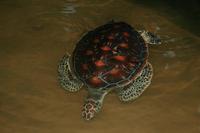 Chelonia mydas - Atlantic Green Turtle
