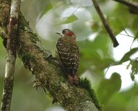 Sulawesi Pygmy Woodpecker - Dendrocopos temminckii