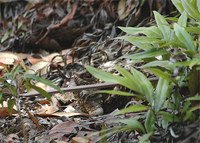 Sulawesi Nightjar - Caprimulgus celebensis