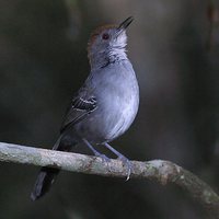 Slender Antbird - Rhopornis ardesiaca