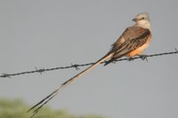 Scissor-tailed Flycatcher - Tyrannus forficatus