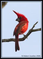 Vermilion Cardinal - Cardinalis phoeniceus