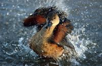 A whistling duck at its ablutions.