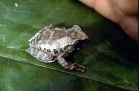 : Leptopelis kivuensis