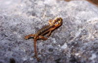 : Lyciasalamandra luschani antalyana; Lycian Salamander