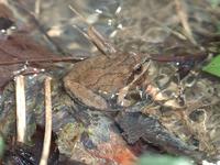 : Pseudacris brachyphona; Mountain Chorus Frog