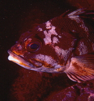 : Sebastes carnatus; Gopher Rockfish