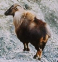 타르 -히말라야타르양 Himalayan Tahr (Hemitragus jemlahicus)