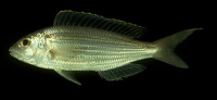 Nemipterus virgatus, Golden threadfin bream: fisheries