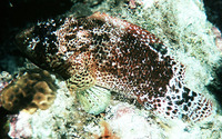 Scorpaenodes caribbaeus, Reef scorpionfish: