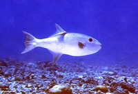 Canthidermis maculata, Spotted oceanic triggerfish: fisheries