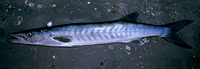 Sphyraena afra, Guinean barracuda: fisheries