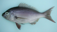 Virididentex acromegalus, Bulldog dentex: fisheries