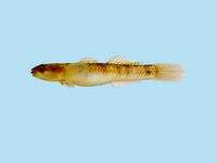 Sicyopus zosterophorum, :