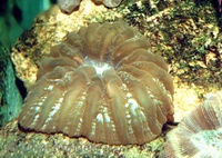 Cynarina lacrymalis - Doughnut Coral