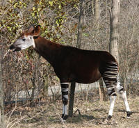 Image of: Okapia johnstoni (okapi)