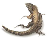 Image of: Ctenosaura hemilopha (short-crested spiny-tailed iguana)
