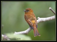 Cinnamon Flycatcher - Pyrrhomyias cinnamomea