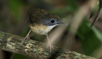 Short-tailed Babbler - Malacocincla malaccensis