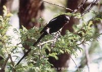Magpie Shrike - Corvinella melanoleuca