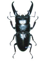 넓적사슴벌레 - Serrognathus platymelus castanicolor
