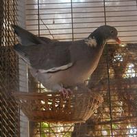 Wood Pigeon Columba palumbus