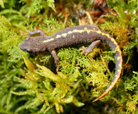 : Calotriton asper; Pyrenean Brook Salamander