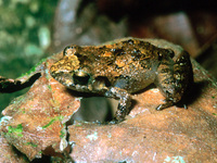 : Craugastor stejnegerianus; Stejneger's Dirt Frog