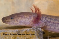 : Gyrinophilus subterraneus; West Virginia Spring Salamander