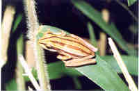 : Hypsiboas cipoensis