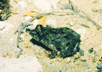 : Phrynobatrachus mababiensis; Mababe Puddle Frog