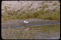 : Gelochelidon nilotica; Gull-billed Tern