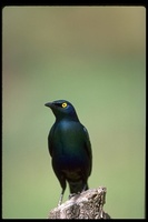 : Lamprotornis chalybaeus; Greater Blue-eared Glossy Starling