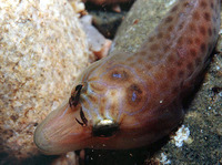 Lepadogaster lepadogaster, Shore clingfish: aquarium
