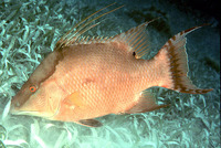 Lachnolaimus maximus, Hogfish: fisheries, gamefish, aquarium