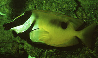 Siganus unimaculatus, Blotched foxface: fisheries, aquarium