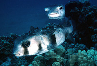 Chilomycterus reticulatus, Spotfin burrfish: