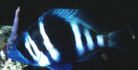 Hypoplectrus indigo, Indigo hamlet: aquarium