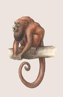 Image of: Alouatta seniculus (red howler monkey)